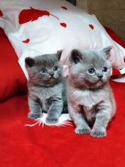 Pisici Scottish Fold