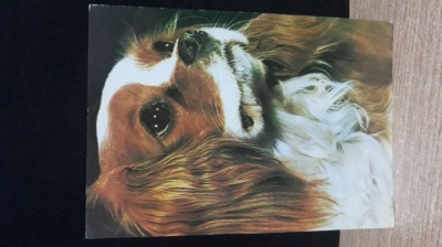 Colecția c&amp;acirc;ini de rasă- Spaniel King Charles foto