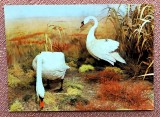 Muzeul Deltei Dunarii, Tulcea - Diorama Cocorul - Necirculata, Printata