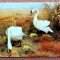 Muzeul Deltei Dunarii, Tulcea - Diorama Cocorul - Necirculata