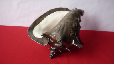 SCOICA OCEANICA IMBRACATA IN ARGINT foto
