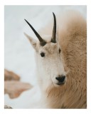 Tablou Canvas, "Capra montană &icirc;n zăpadă imaculată", Nu pot să identific persoanele sau animalele din imagini., 26 x 39 cm, CMCLASS