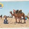 bnk cp Maroc - Beduin cu camila in desert - uzata