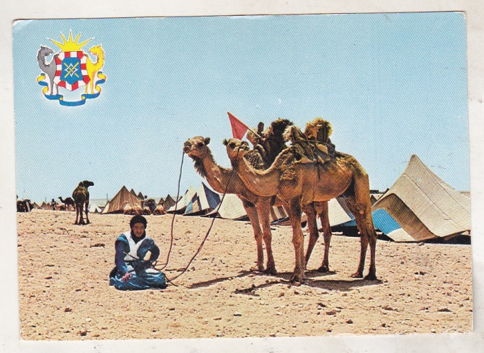 bnk cp Maroc - Beduin cu camila in desert - uzata