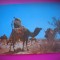 HOPCT 6699 OPRIRE IN DESERT -CAMILE - ALGERIA -AFRICA-NECIRCULATA
