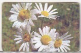 Bnk card Cartela telefonica 2003 - Flori 9 - RO-ROM-0187B