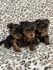 Yorkshire Terrier,deparazitat