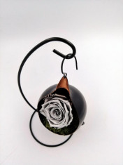 Trandafir Criogenat Wide Flowers pe pat de muschi in fotoliu suspendat foto
