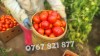 Rasad Legume | Rasaduri de Rosii, Castraveti, Vinete, Ardei, Aromatice 2025