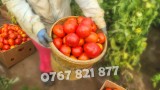 Rasad Legume | Rasaduri de Rosii, Castraveti, Vinete, Ardei, Aromatice 2025