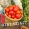 Rasad Legume | Rasaduri de Rosii, Castraveti, Vinete, Ardei, Aromatice 2025