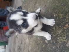 Husky Siberian foto