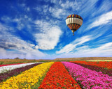 Cumpara ieftin Fototapet autocolant Balon peste camp de flori, 250 x 200 cm