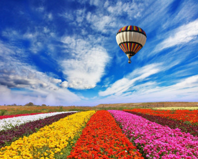 Tablou canvas Balon peste camp de flori, 75 x 50 cm foto