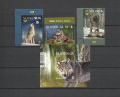 SLOVENIA 2022 FAUNA ANIMALE SALBATICE LUPI foto