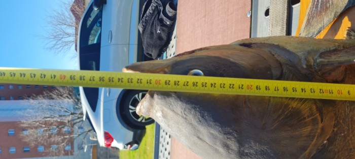 Trofeu, panoplie cu peste