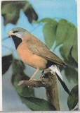 Bnk cp Bucuresti - Muzeul Antipa - Pasari - Phoephila acuticauda - necirculata, Printata