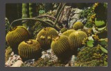 CPIB 20819 FELICITARE - ALLIGATOR PEARS, FLORIDA, S.H. KRESS &amp; Co