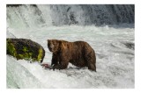 Tablou Canvas, "Urs la pescuit &icirc;n r&acirc;u spumeg&acirc;nd", Urs, Apă, Pescuit, Cascade, Natură, Mușchi, Roci, Curent, Salbaticie, V&acirc;nător., 39 x 26 cm, CMCLASS