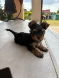 Caini yorkshire terrier