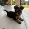 caini yorkshire terrier