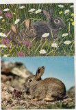 bnk cp Fauna - iepuri - lot 10 carti postale *
