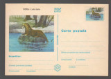 CPIB 20796 CARTE POSTALA - VIDRA - LUTRA LUTRA