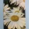 Calendar 1979 editura ceres