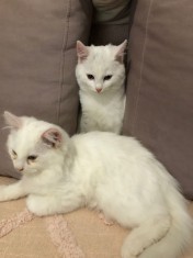 Vand pui de pisica Khaoo mane si angora turceasca