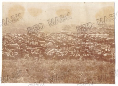 4604 - TALMACIU, Sibiu, Animal Fair - old postcard, real Photo (11/8 cm) unused foto