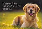 bnk cp Felicitare - Cel mai fidel admirator al tau sunt eu ! - caine