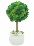 Aranjament floral tip Copacel Pomisor cu licheni naturali stabilizati si plante naturale criogenate si uscate, Eventissimi, Verde, 28 cm, vaza ceramic