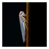 Tablou Canvas, "Creatură enigmatică pe tulpină luminoasă", Insectă, Ramură, Aripi, Subțire, &Icirc;ntuneric, Contrast, Delicat, Natură, 26 x 39 cm, CMCLASS