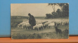 GERMANIA - CIOBAN CU OILE - VARO- GRAVURE - REPRODUCERE - K. V. I. B. 12 - 1900, Necirculata, Fotografie