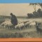GERMANIA - CIOBAN CU OILE - VARO- GRAVURE - REPRODUCERE - K. V. I. B. 12 - 1900