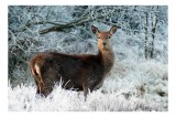 Tablou Canvas, "Cerbul &icirc;n peisaj de iarnă &icirc;nghețată", Cerb, Iarnă, Zăpadă, Pădure, &Icirc;ngheț, Natură, Frumusețe, Serenitate, Peisaj, Sălbaticie, 39 x 26