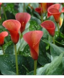 Zantedeschia (Cala) Red Alert 1 Bulb, Vrac, Oem
