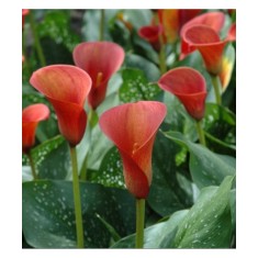 Zantedeschia (Cala) Red Alert 1 Bulb, Vrac