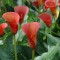 Zantedeschia (Cala) Red Alert 1 Bulb, Vrac