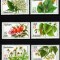 C2915 - Germania DDR 1978 - fleurs 6v. neuzat,perfecta stare