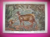 HOPCT 6231 CEPHALOPHUS SYLVICULTOR -CORNUTE / ANTILOPE -FAUNA AFRICA-CP CHROMO LITHO -MUZEUL REGAL STIINTE NATURALE BELGIA-NECIRCULATA, Printata
