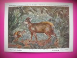 HOPCT 6231 CEPHALOPHUS SYLVICULTOR -CORNUTE / ANTILOPE -FAUNA AFRICA-CP CHROMO LITHO -MUZEUL REGAL STIINTE NATURALE BELGIA-NECIRCULATA, Printata