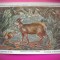 HOPCT 6231 CEPHALOPHUS SYLVICULTOR -CORNUTE / ANTILOPE -FAUNA AFRICA-CP CHROMO LITHO -MUZEUL REGAL STIINTE NATURALE BELGIA-NECIRCULATA