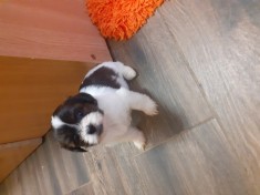 De v&acirc;nzare Bichon maltez