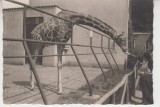 M5 E10 - FOTO - Fotografie foarte veche - la gradina zoologica girafa anii 1940