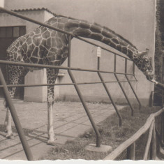 M5 E10 - FOTO - Fotografie foarte veche - la gradina zoologica girafa anii 1940