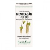 Extract din amenti de mesteacan pufos, 50ml, PlantExtrakt