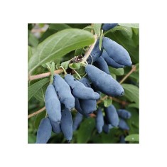 Planta, Afin Siberian, Lonicera kamtschatica Leningradskij Velikan P9, ghiveci 9cm