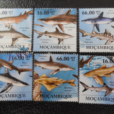 Mozambic-Fauna marina,rechini-serie completa ,MNH