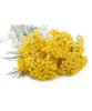 🌼🐝 Butași de Immortelle (Helichrysum italicum), Oem